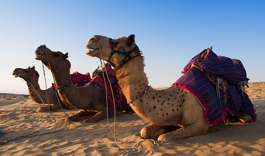 Camel Festival