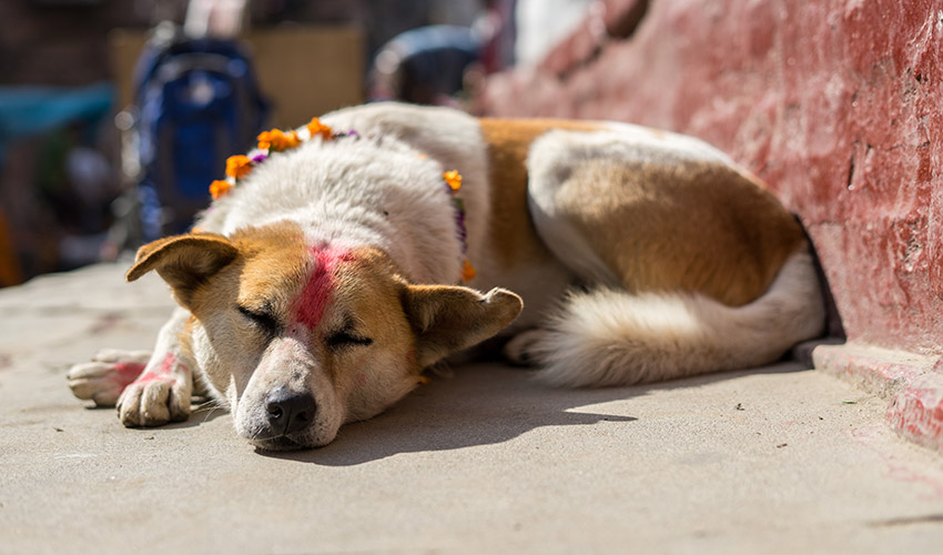 Tihar Festival