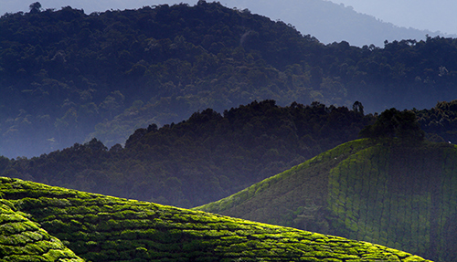 Cameron Highlands