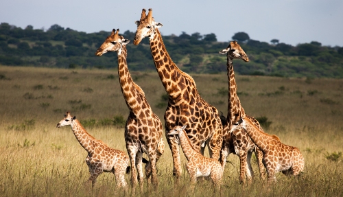 In het Krugerpark