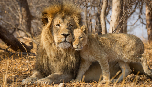 Het Kruger Nationaal Park