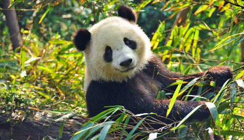 De reuzenpanda’s